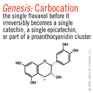 Genesis: Carbocation: the single flavanol before it irreversibly becomes a single catechin, a single epicatechin, or part of a proanthocyanidin cluster.