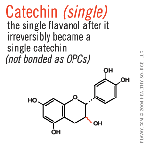 Catechin: the single flavanol after it irreversibly became a single catechin, not bonded as OPCs.